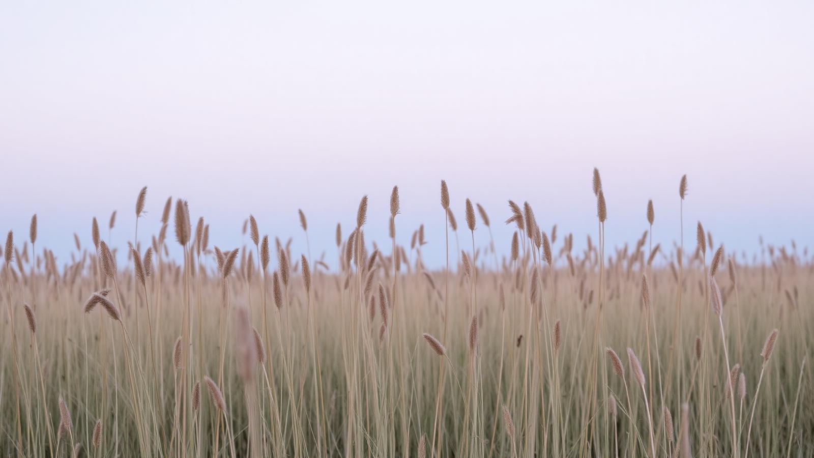 Quiet late-summer field of tall grasses at dusk